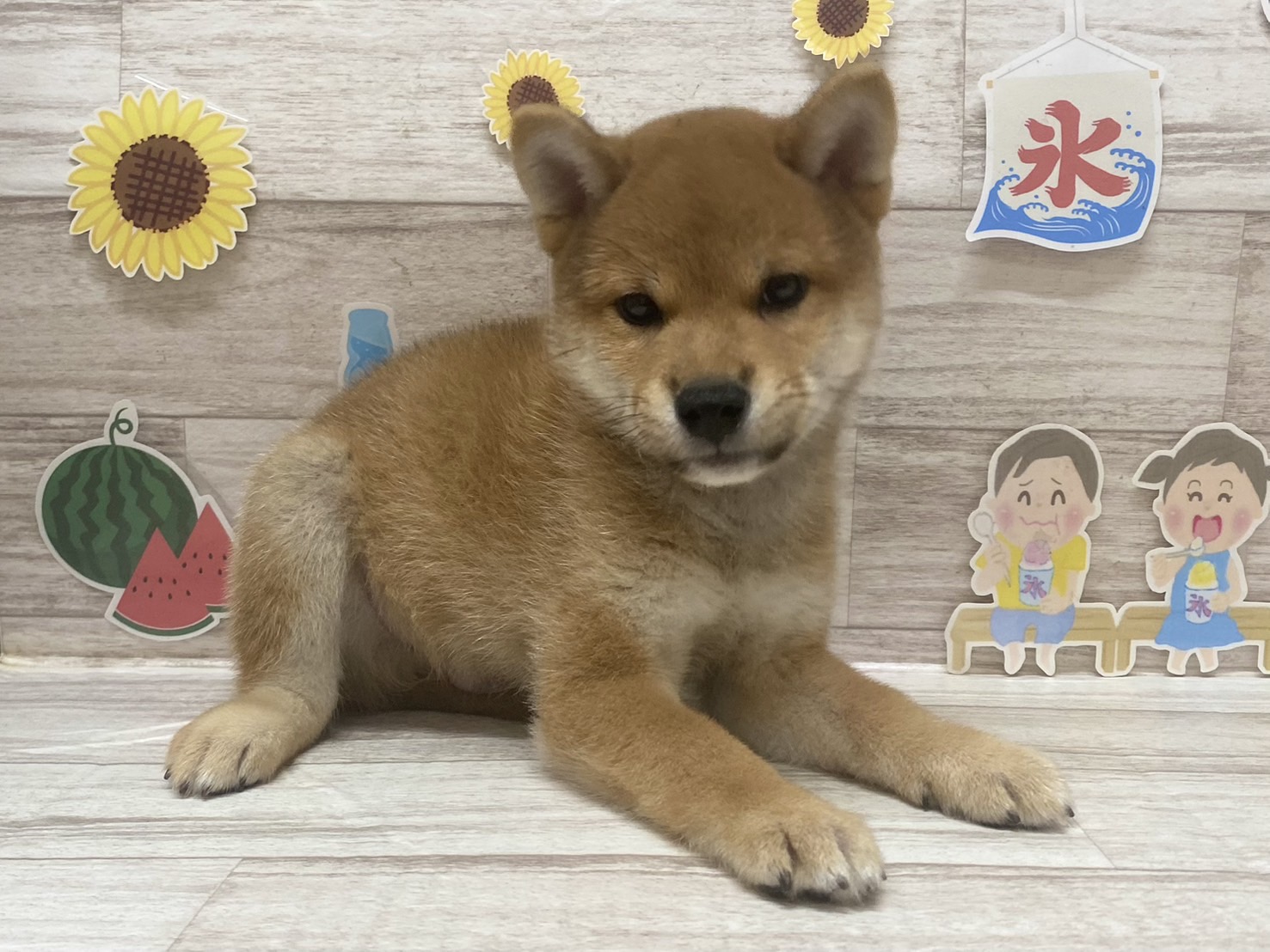 ⑦柴犬