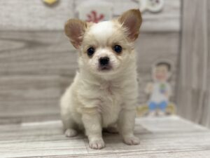 ②チワワ(ロング)　￥250,800(税込)