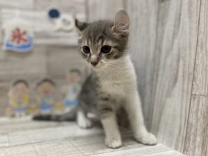 アメリカンカール　￥217,800(税込)→￥151,800(税込)