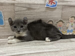アメリカンカール　￥217,800(税込)→￥129,800(税込)