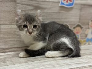 アメリカンカール　￥217,800(税込)→￥151,800(税込)