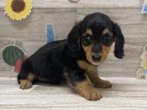 ➀ミニチュアダックスフンド　￥217,800(税込)
