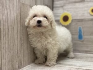 ➂ビションフリーゼ　￥272,800(税込)