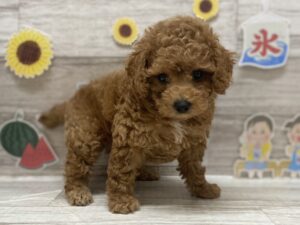 ➃トイプードル　￥239,800(税込)