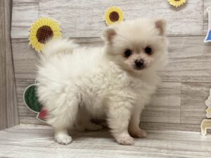 ⑦シーズーalt=