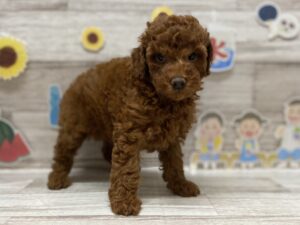 ➄トイプードル　￥250,800(税込)