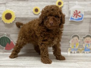 ⑥トイプードル　￥217,800(税込)
