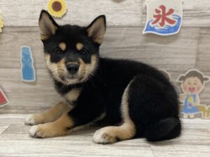 ⑩柴犬　￥239,800(税込)→9/4まで¥217,800(税込)