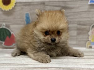 ⑪ポメラニアン　￥283,800(税込)
