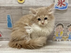 ノルウェージャンフォレストキャット　￥206,800(税込)→173,800(税込)