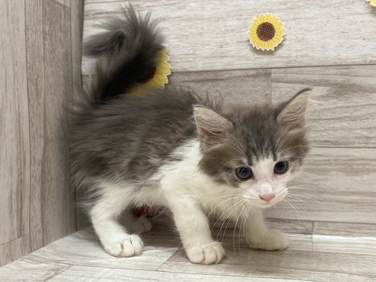 ノルウェージャンフォレストキャット