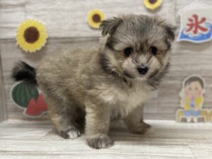 Mix(マルチーズ×ポメラニアン)　￥217,800(税込)