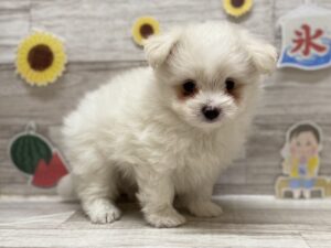 Mix(マルチーズ×ポメラニアン)　￥239,800(税込)→195,800(税込)