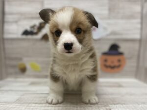 ⑤ウェルシュコーギーペンブローク　￥316,800(税込)