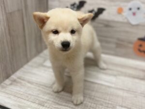 ⑦柴犬　￥217,800(税込)
