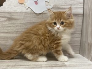 スコティッシュフォールド(立耳)　￥195,800(税込)
