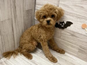 ➄Mix(ペキニーズ×トイプードル)　￥250,800(税込)→￥118,800(税込)