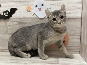 アメリカンカール　￥217,800(税込)→￥118,800(税込)