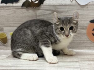 アメリカンカール　￥217,800(税込)→￥118,800(税込)