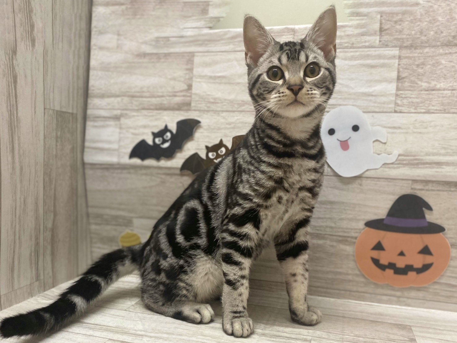 アメリカンショートヘアー