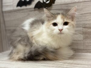 サイベリアン　￥217,800(税込)→10/13まで￥195,800(税込)