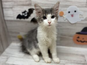 ノルウェージャンフォレストキャット　￥206,800(税込)→173,800(税込)