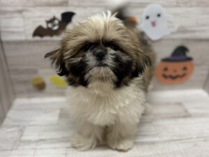 ➀シーズー　￥261,800(税込)→￥184,800(税込)