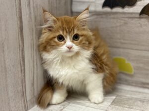 スコティッシュフォールド(立耳)　￥195,800(税込)→￥173,800(税込)