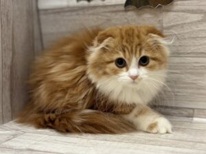 スコティッシュフォールド(折耳)　￥217,800(税込)→￥195,800(税込)