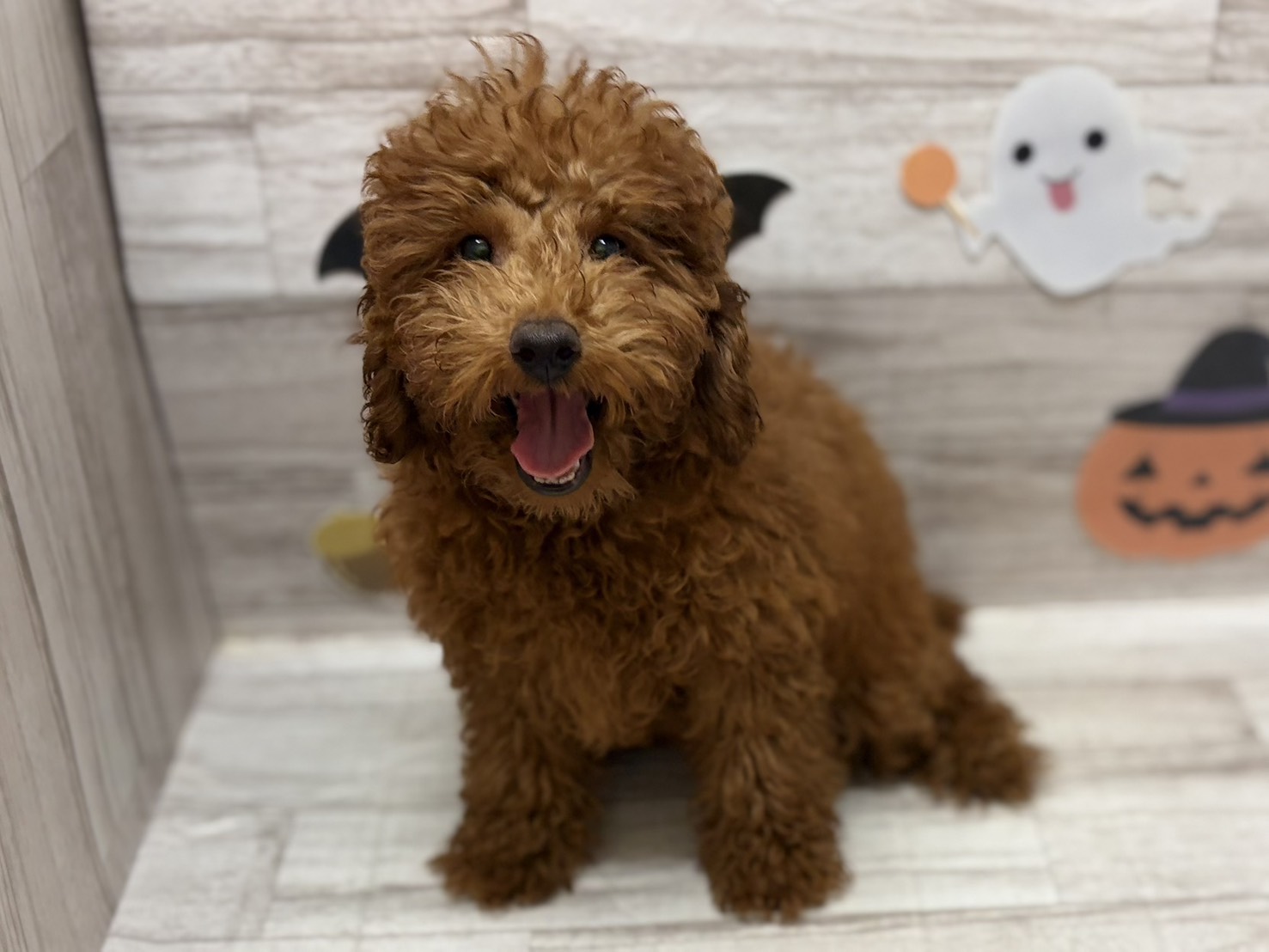 ➄トイプードル