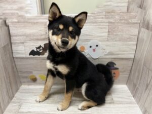 ⑩柴犬　￥239,800(税込)→¥195,800(税込)