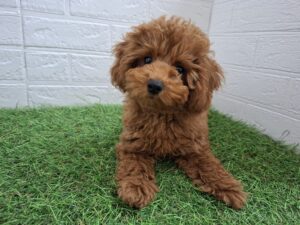 トイプードル￥185,900(税込)