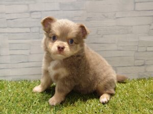 ⑬チワワ(ロング) ￥251,900(税込)→8/24まで￥218,900(税込)