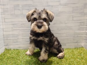 ⑫ミニチュアシュナウザー￥218,900(税込)→8/24まで￥185,900(税込)