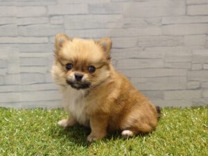 ⑪ポメラニアン￥295,900(税込)→8/24まで￥262,900(税込)
