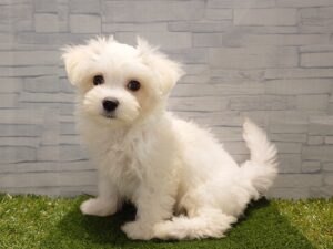 MIX(父マルチーズ×母ビションフリーゼ)￥185,900(税込)→8/24まで￥152,900(税込)