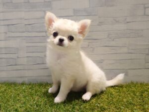 ⑫ミニチュアシュナウザーalt=