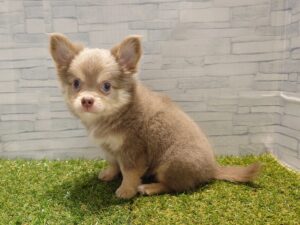 ⑬チワワ(ロング) ￥251,900(税込)