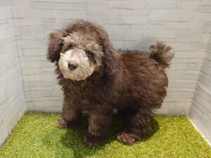 ②トイプードル　￥119,900(税込)