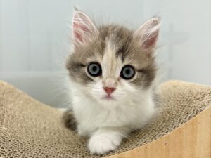 ⑨サイベリアン￥328,900(税込)→8/11まで￥295,900(税込)