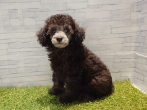 ②トイプードル　￥174,900(税込)→8/17まで￥141,900(税込)