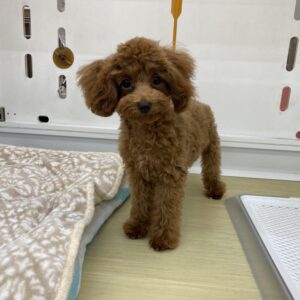 トイプードル ￥152,900(税込)→10/19(日)まで￥141,900(税込)