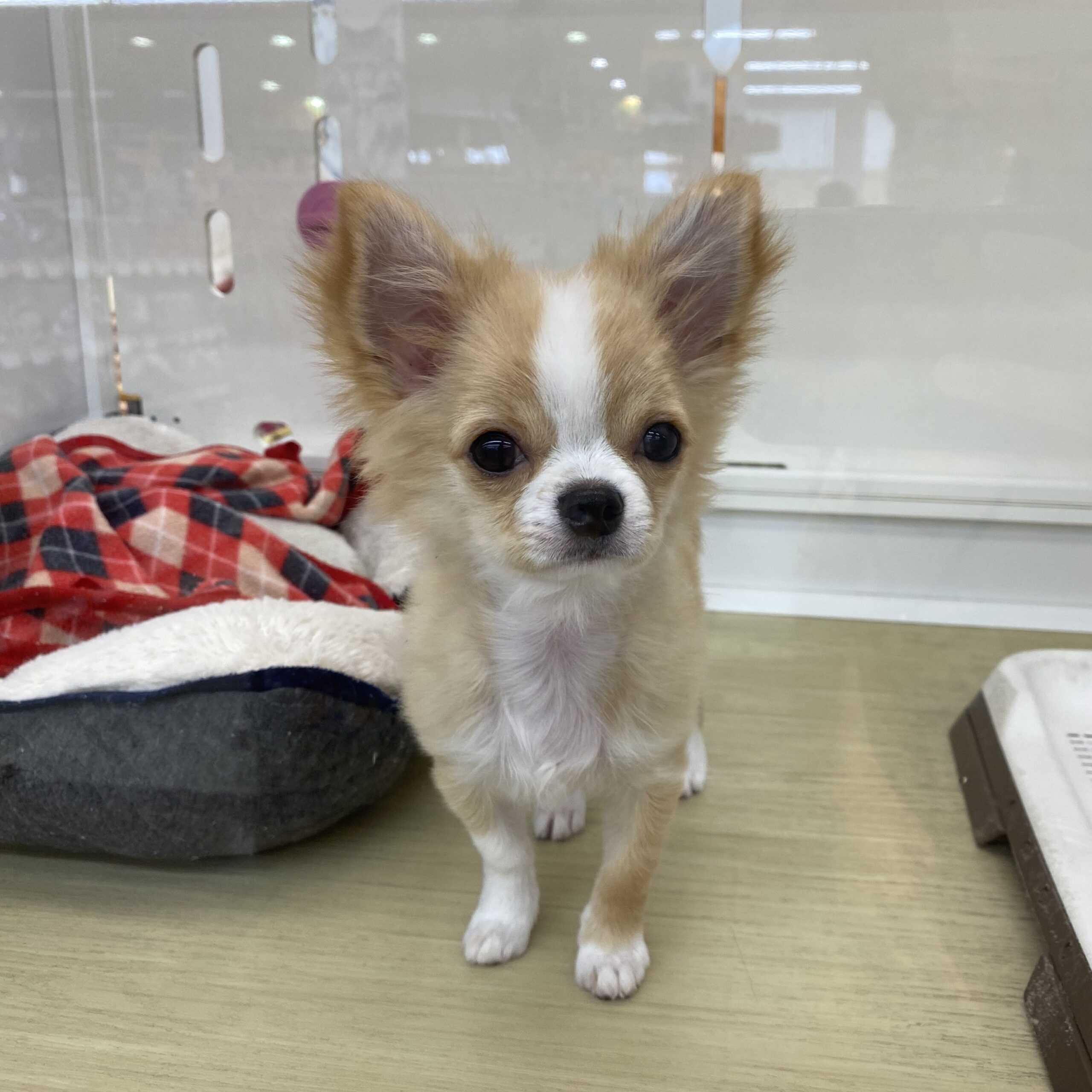 Mix(チワワ×パピヨン)