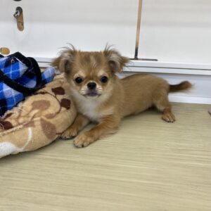 チワワ（ロング）￥284,900(税込)→10/19(日)まで￥229,900(税込)