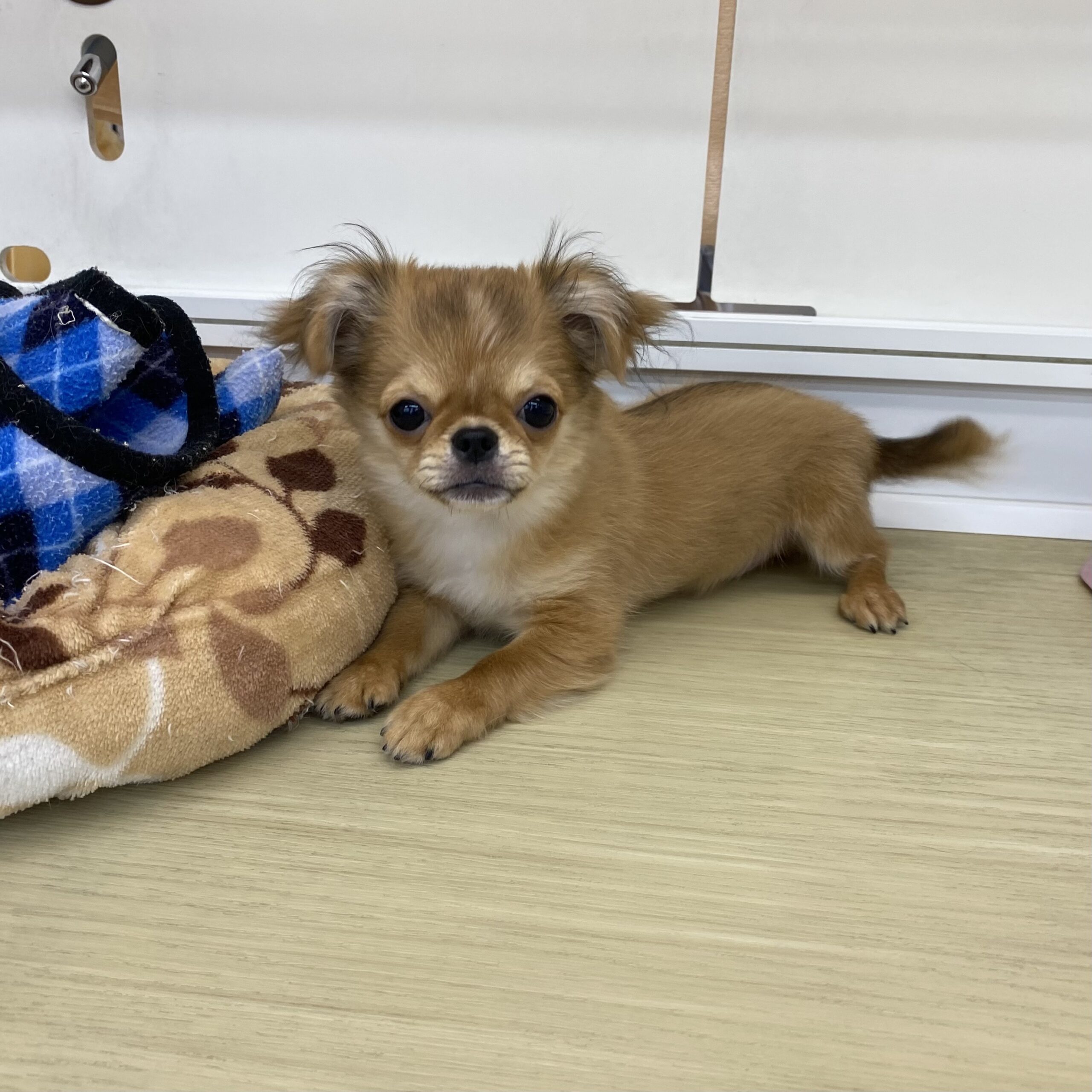 チワワ（ロング）