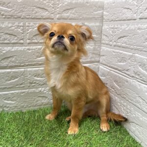 チワワ（ロング）￥174,900(税込)