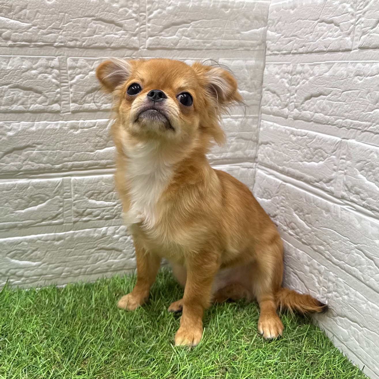 チワワ（ロング）