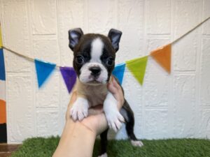 ②ボストンテリア￥361,900(税込)→8/18まで￥328,900(税込)