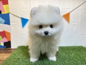 ⑥ポメラニアン￥251,900(税込)→8/18まで￥218,900(税込)