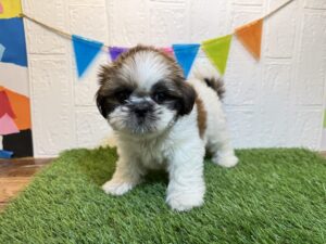 ⑧シーズー￥251,900(税込)→8/18まで￥218,900(税込)